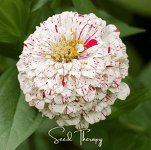 Load image into Gallery viewer, Zinnia, Peppermint Stick