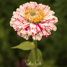 Load image into Gallery viewer, Zinnia, Peppermint Stick