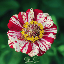 Load image into Gallery viewer, Zinnia, Peppermint Stick