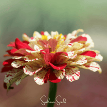 Load image into Gallery viewer, Zinnia, Peppermint Stick