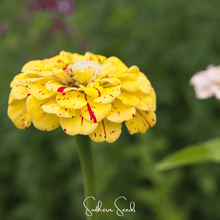Load image into Gallery viewer, Zinnia, Peppermint Stick