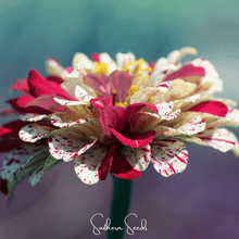 Load image into Gallery viewer, Zinnia, Peppermint Stick