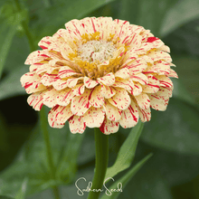 Load image into Gallery viewer, Zinnia, Peppermint Stick