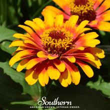 Load image into Gallery viewer, Zinnia, Sombrero