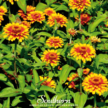 Load image into Gallery viewer, Zinnia, Sombrero
