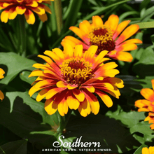 Load image into Gallery viewer, Zinnia, Sombrero