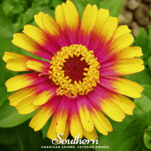 Load image into Gallery viewer, Zinnia, Sombrero