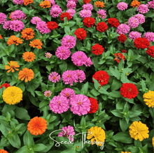 Load image into Gallery viewer, Zinnia, Thumbelina Dwarf