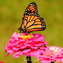 Load image into Gallery viewer, Zinnia, Thumbelina Dwarf