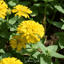 Load image into Gallery viewer, Zinnia, Thumbelina Dwarf