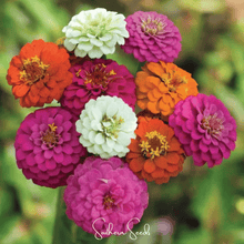 Load image into Gallery viewer, Zinnia, Thumbelina Dwarf