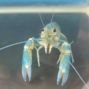 Redclaw Crayfish - Juveniles-Return Item