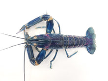 Load image into Gallery viewer, Redclaw Crayfish - Juveniles