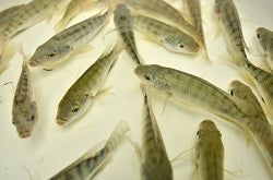 Premium Tilapia Fingerling Crumble Fish Food - 5 Lb Bag, Land Animal Free For Aquaponics