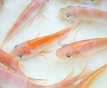 Load image into Gallery viewer, Red Nile Tilapia