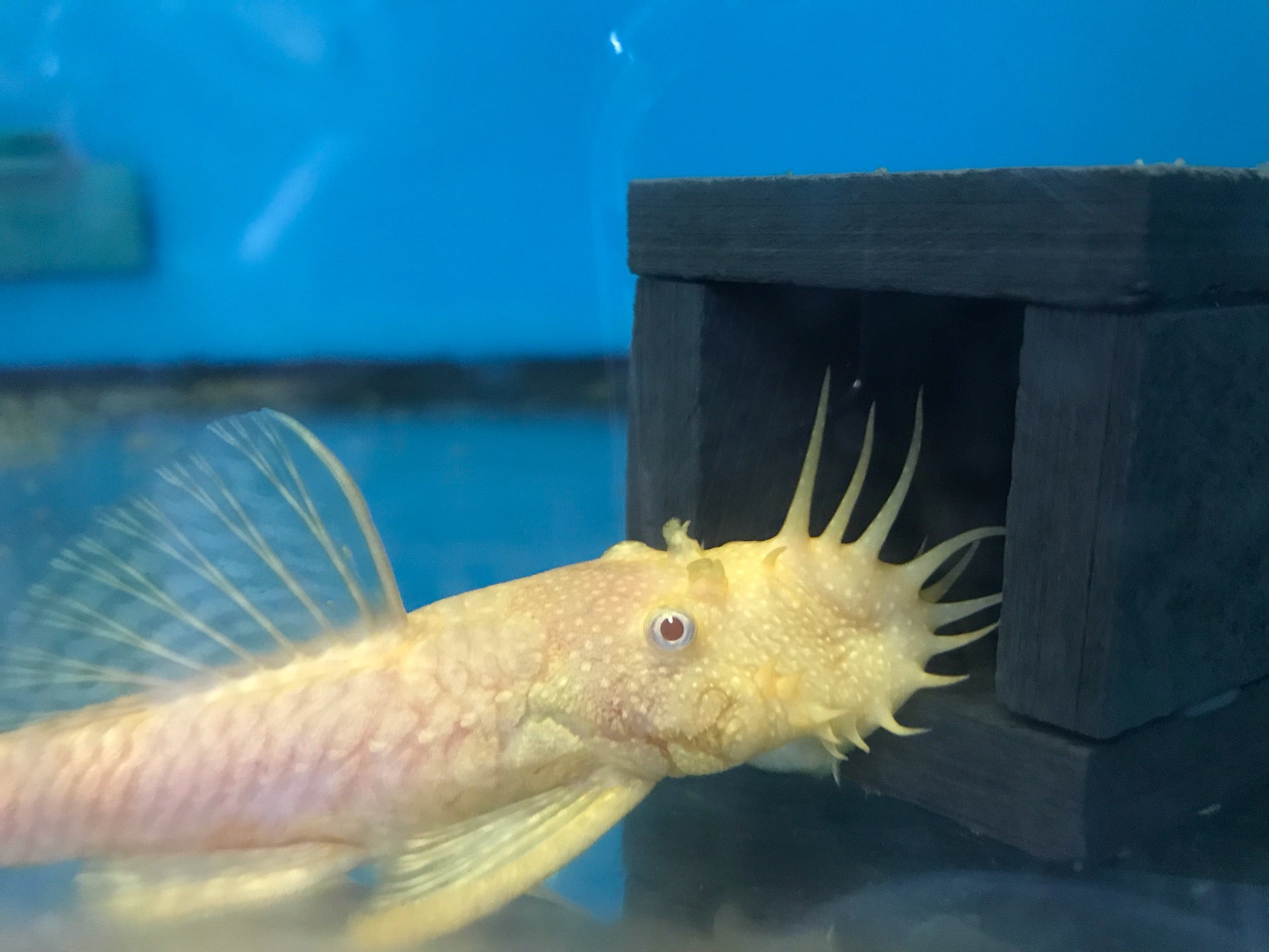 Albino Bristlenose Pleco