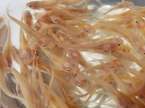 Albino Channel Catfish for Sale – Live Aquaponics