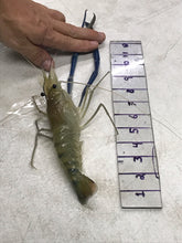 Load image into Gallery viewer, Live Prawns - 3 to 5 Inch Males