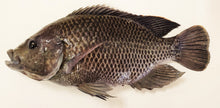 Load image into Gallery viewer, Black Mozambique Tilapia