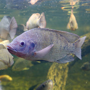 Blue Tilapia