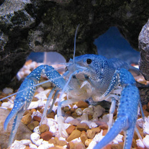 Electric Blue Crayfish Breeding Colony