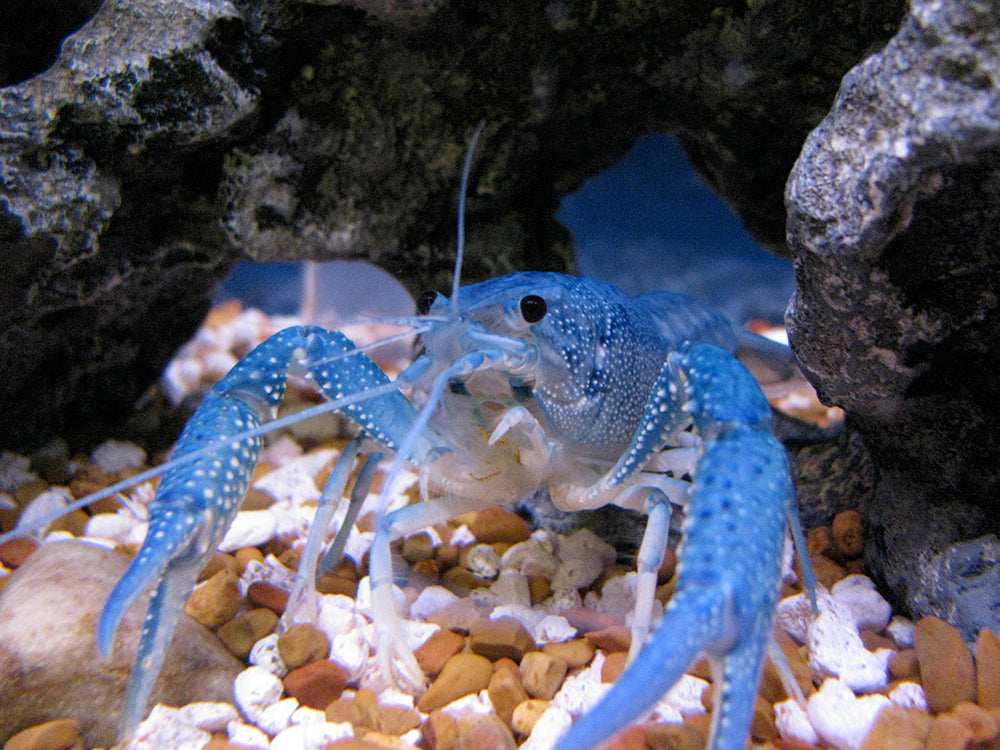 Electric Blue Crayfish - Juveniles