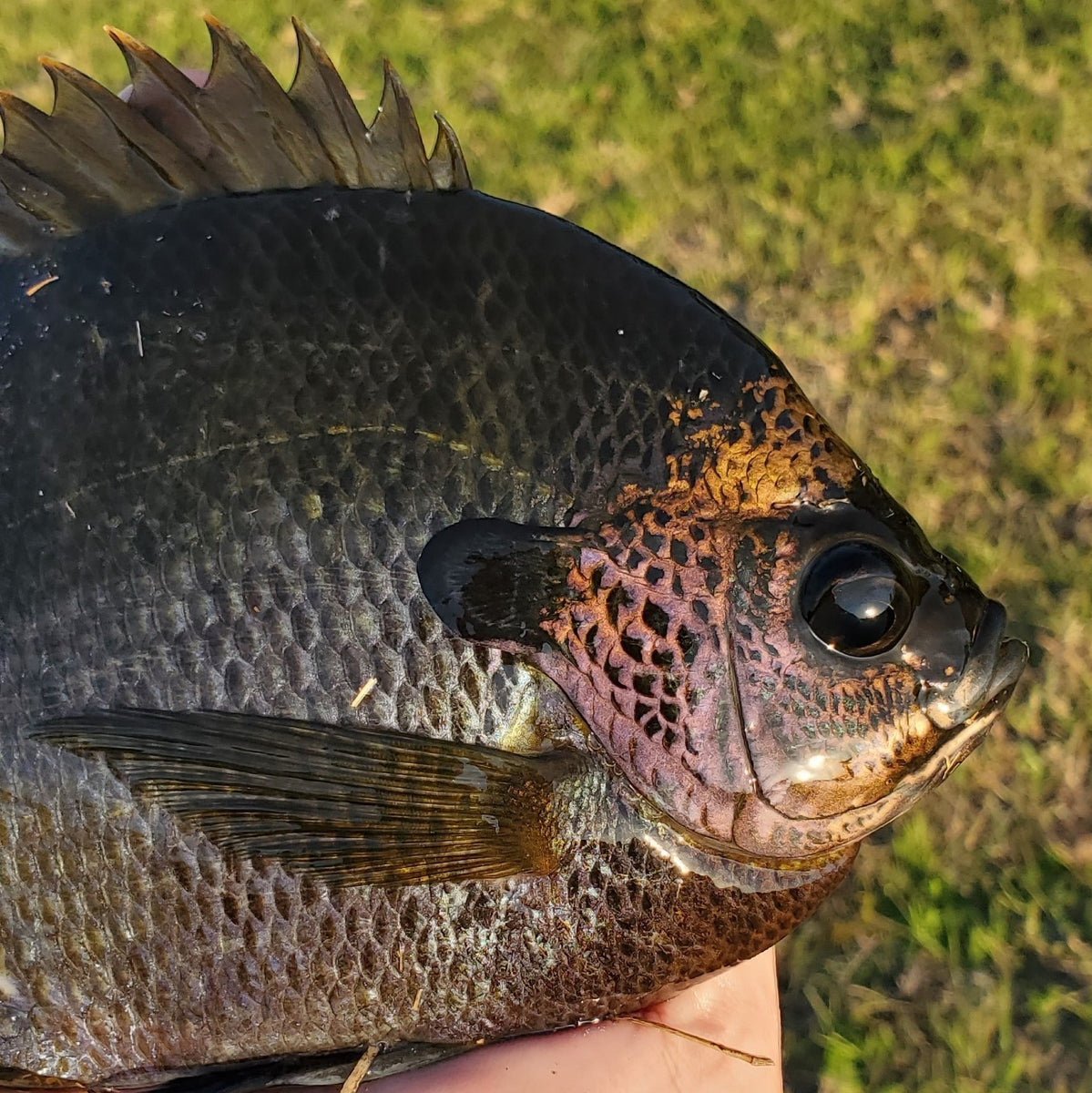 Bluegill – Live Aquaponics Bluegill – Live Aquaponics