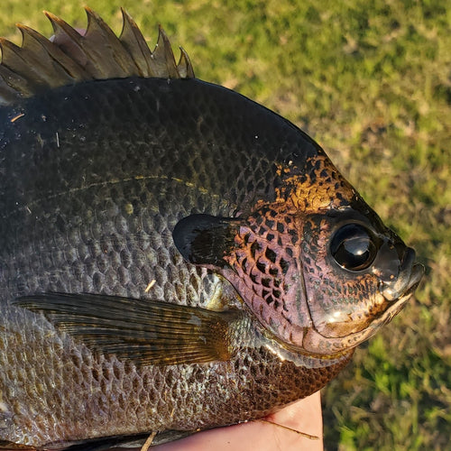 BLUEGILL FOR SALE Live Aquaponics