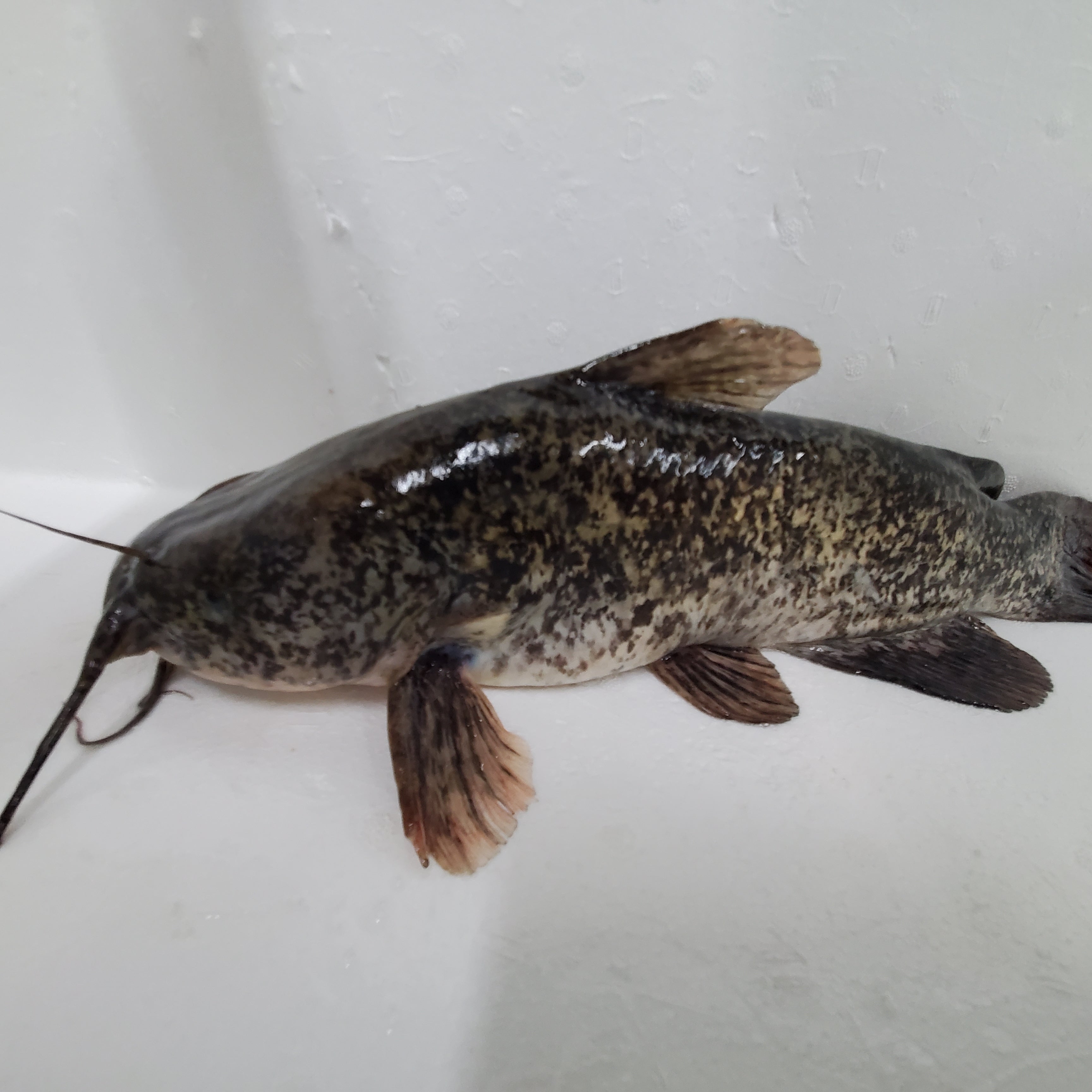 Brown Bullhead Catfish