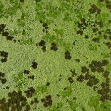 Load image into Gallery viewer, Duckweed, Giant Duckweed and Mosquito Fern