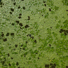 Load image into Gallery viewer, Duckweed, Giant Duckweed and Mosquito Fern