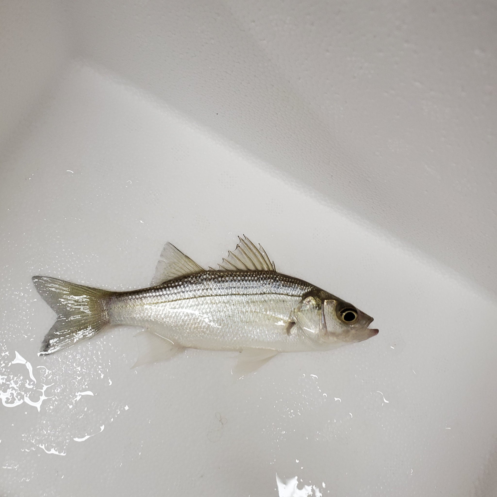 Hybrid Striped Bass Live Aquaponics Hybrid Striped Bass Live Aquaponics