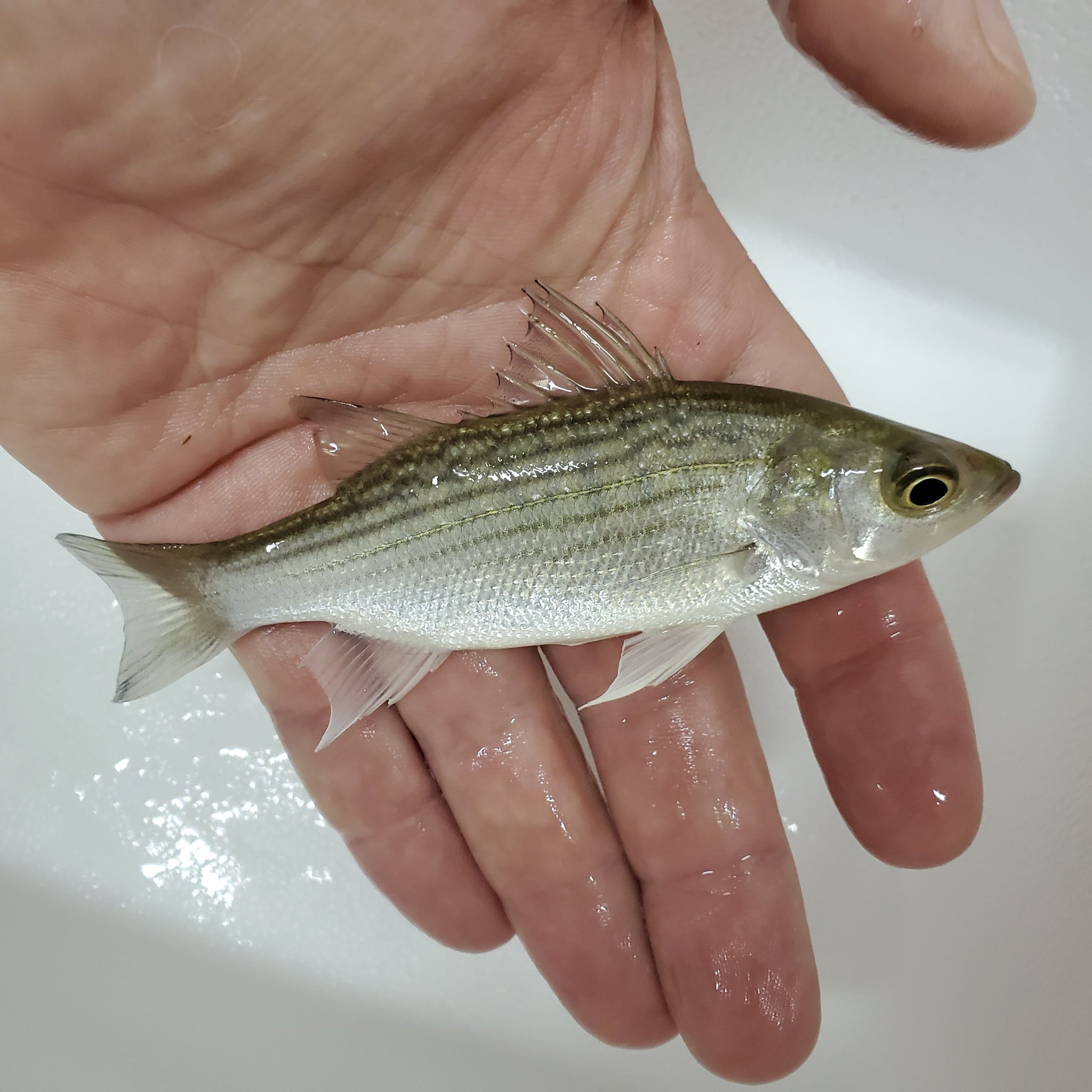 Hybrid Striped Bass – Live Aquaponics Hybrid Striped Bass – Live Aquaponics