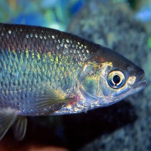 Wild Shiners Where Can You Buy Minnows Near Me Storm WildEye Live