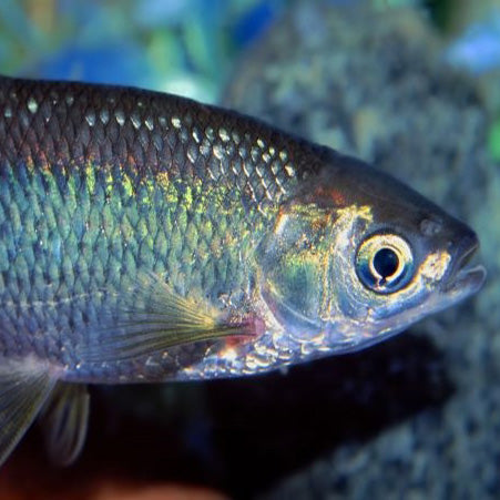 Golden Shiner Minnow – Live Aquaponics