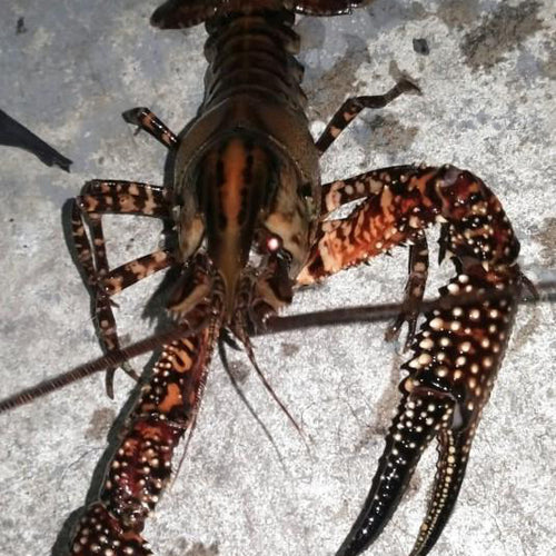 Springs Crayfish Breeding Colony