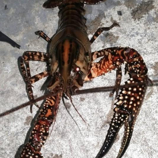 Springs Crayfish Juveniles-Return Item