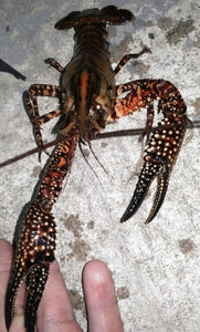 Springs Crayfish Juveniles