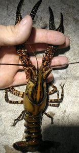 Springs Crayfish Adults