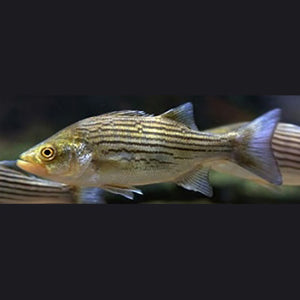 Hybrid Striped Bass Live Aquaponics Hybrid Striped Bass Live Aquaponics