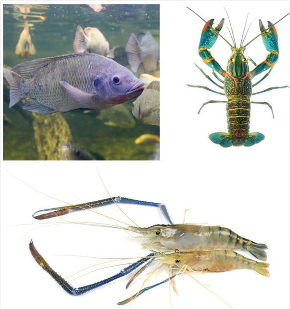 Prawn Aquaponics And Tilapia New Study Shows GIFT Tilapia Thriving In