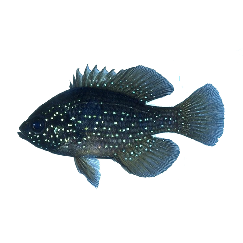 Bluespotted Sunfish-Item Return