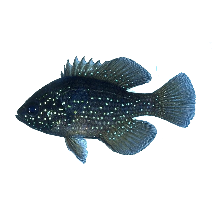 Bluespotted Sunfish-Item Return