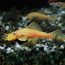 Load image into Gallery viewer, Lemon Bristlenose Plecos