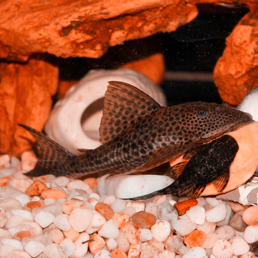 Bristlenose Plecos for Sale Live Aquaponics
